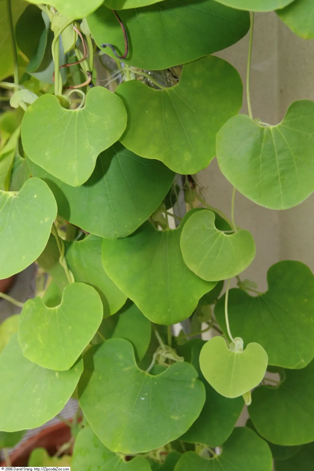 Pelican Flower (Aristolochia Grandiflora) — vine with red blooms; which can reach a length of 10 to 20 feet, image 80