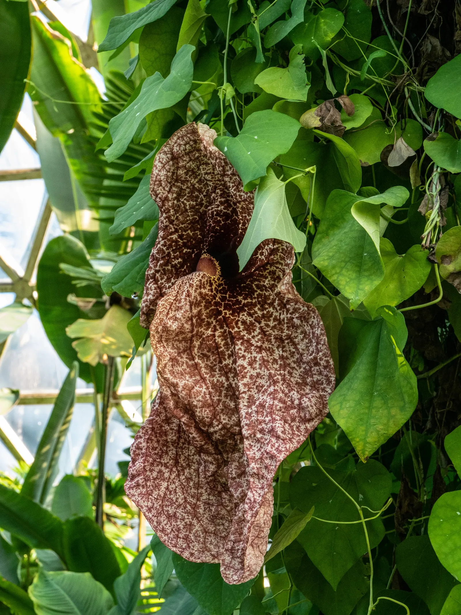 Pelican Flower (Aristolochia Grandiflora) — pungent odor that attracts their natural pollinators, image 50