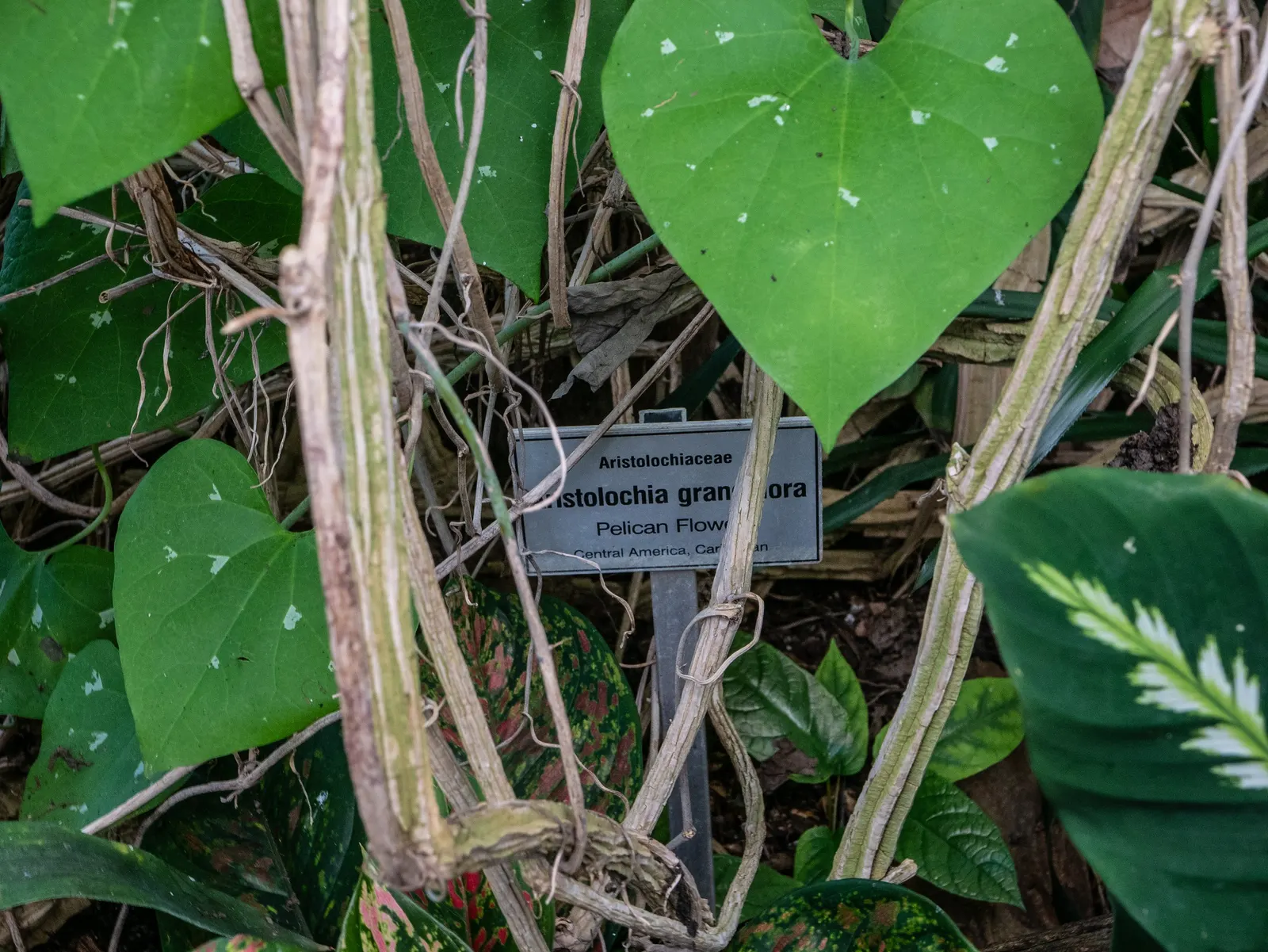 Pelican Flower (Aristolochia Grandiflora) — is a striking vine known for its immense; mottled maroon and creamy white bloom with a pronounced curved, image 55