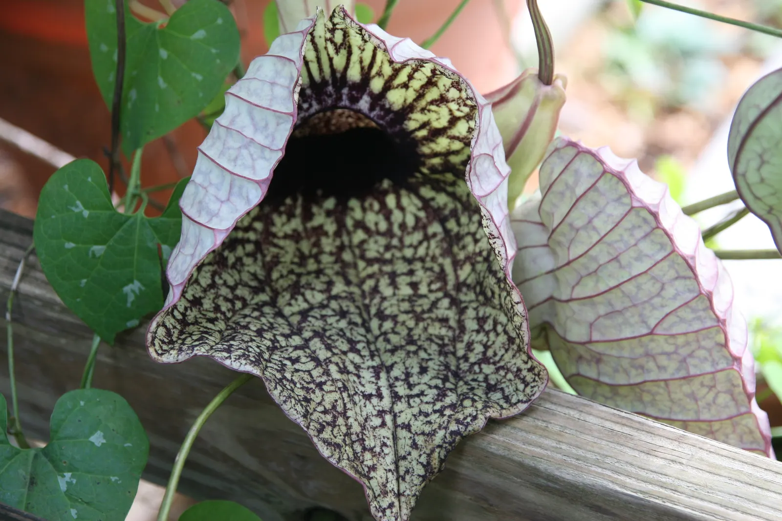 Pelican Flower (Aristolochia Grandiflora) — Thriving in warm climates, it favors part shade, image 59