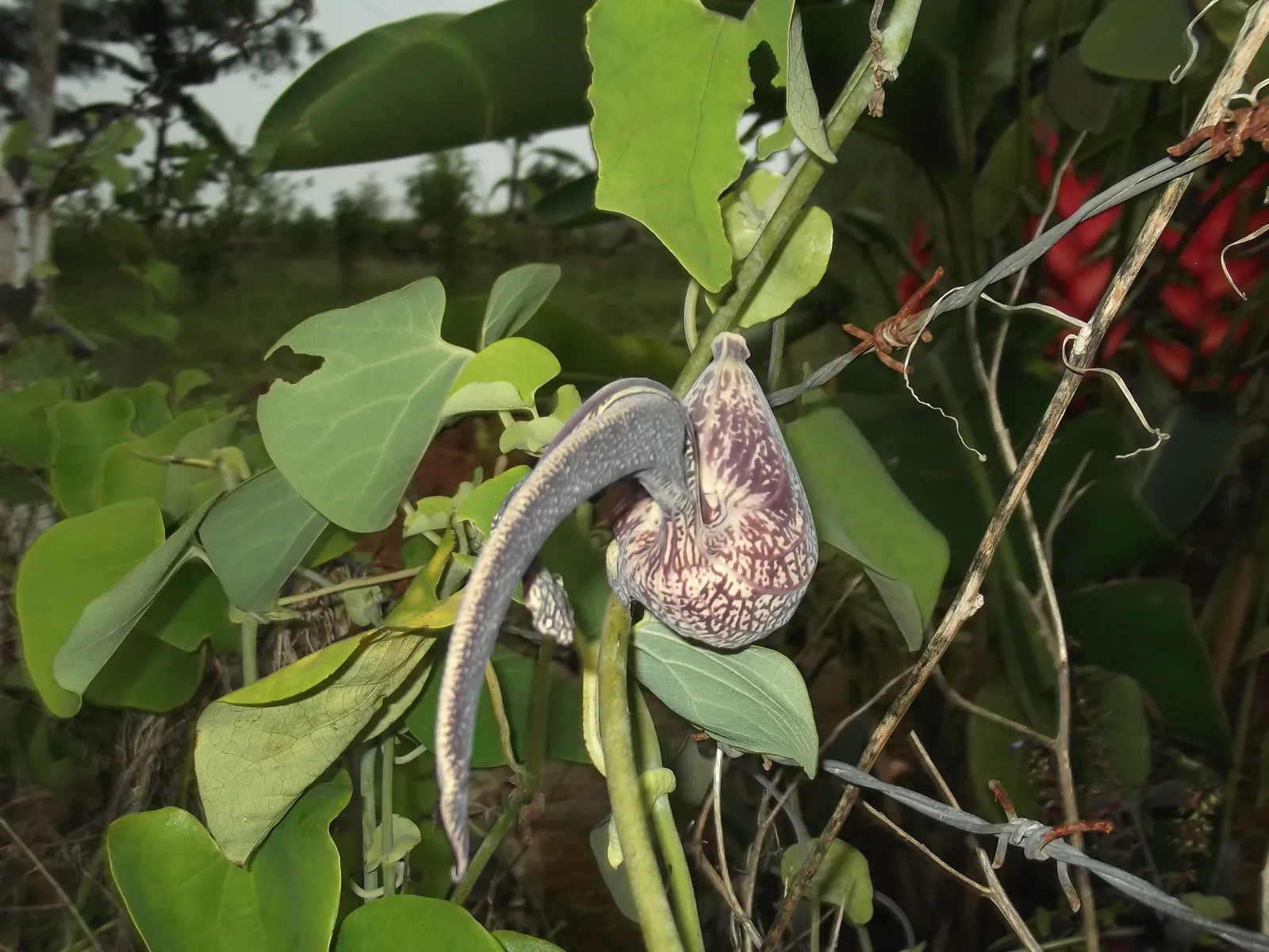Pelican Flower (Aristolochia Grandiflora) — peculiar flowers that can reach up to 12 inches across; these remarkable blooms exhibit a heart-shaped, image 83