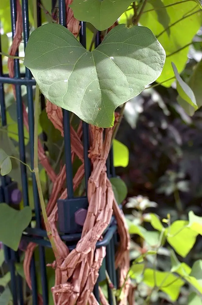 Pelican Flower (Aristolochia Grandiflora) — peculiar flowers that can reach up to 12 inches across