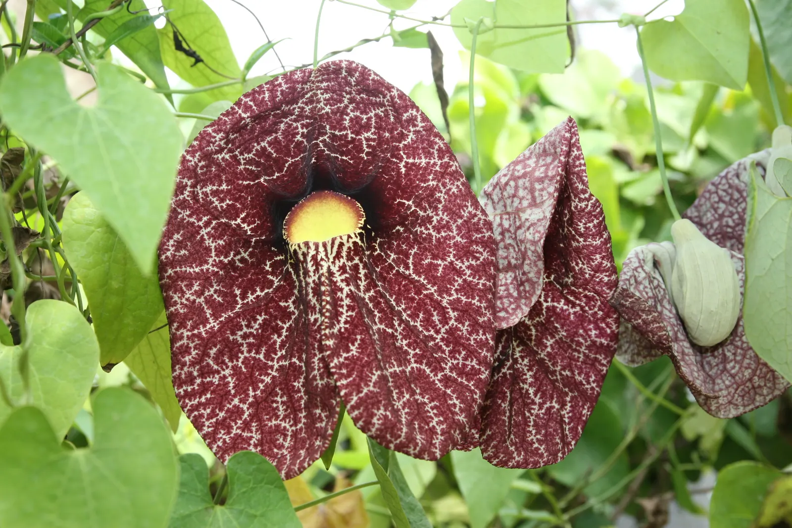 Pelican Flower (Aristolochia Grandiflora) — it is crucial to consider its need for a humid microclimate and partial shade to full sun exposure, image 74