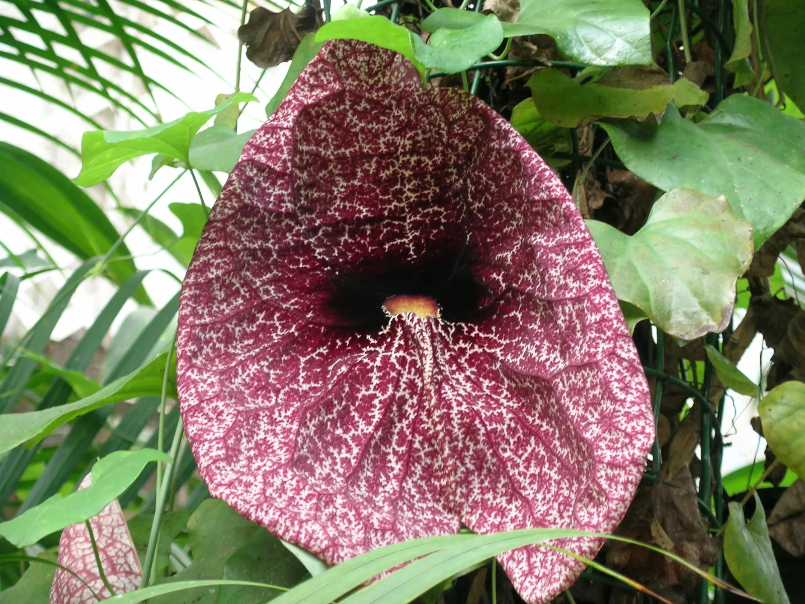 Pelican Flower (Aristolochia Grandiflora) — is a distinctive and captivating plant that is sure to become a conversation piece in any landscape, image 62