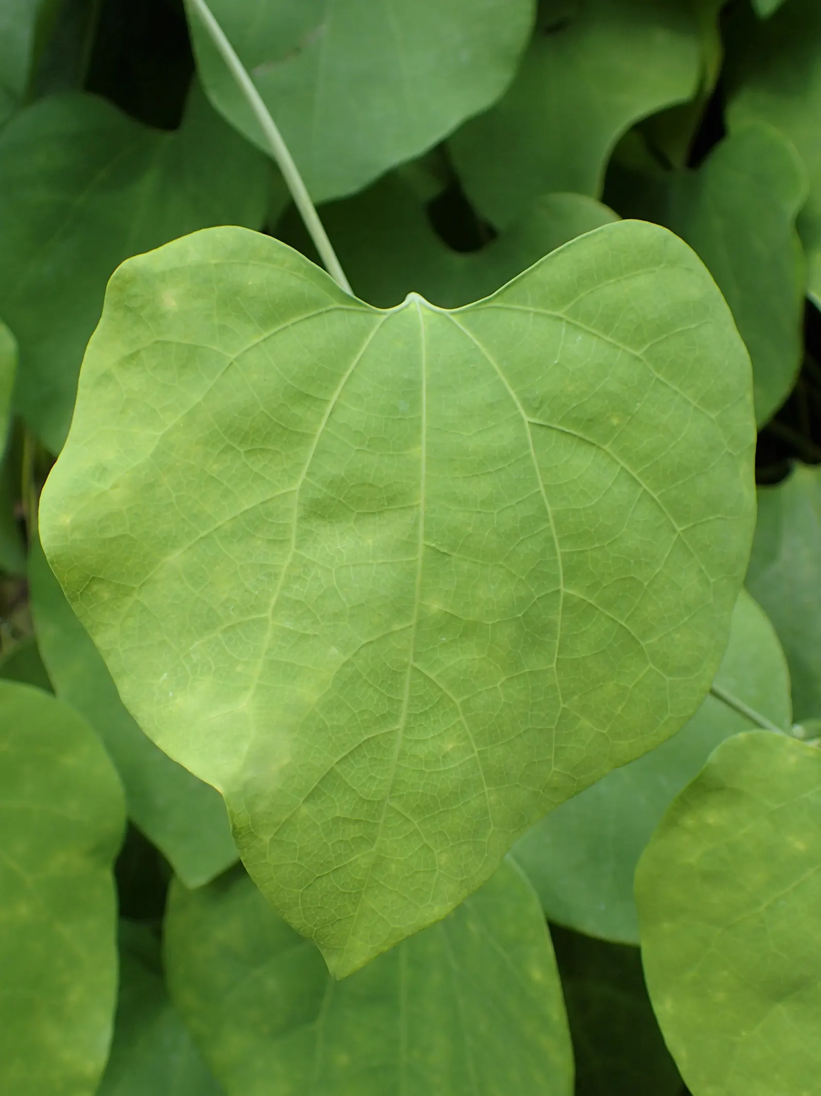 Pelican Flower (Aristolochia Grandiflora) — it is crucial to consider its need for a humid microclimate and partial shade to full sun exposure; peculiar
