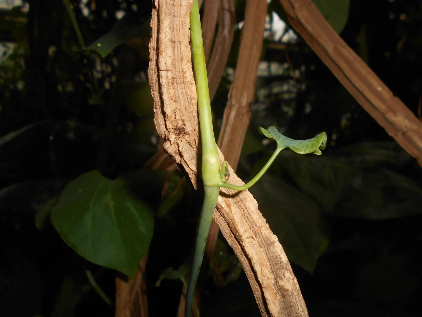 Pelican Flower (Aristolochia Grandiflora) — red flowers in the garden