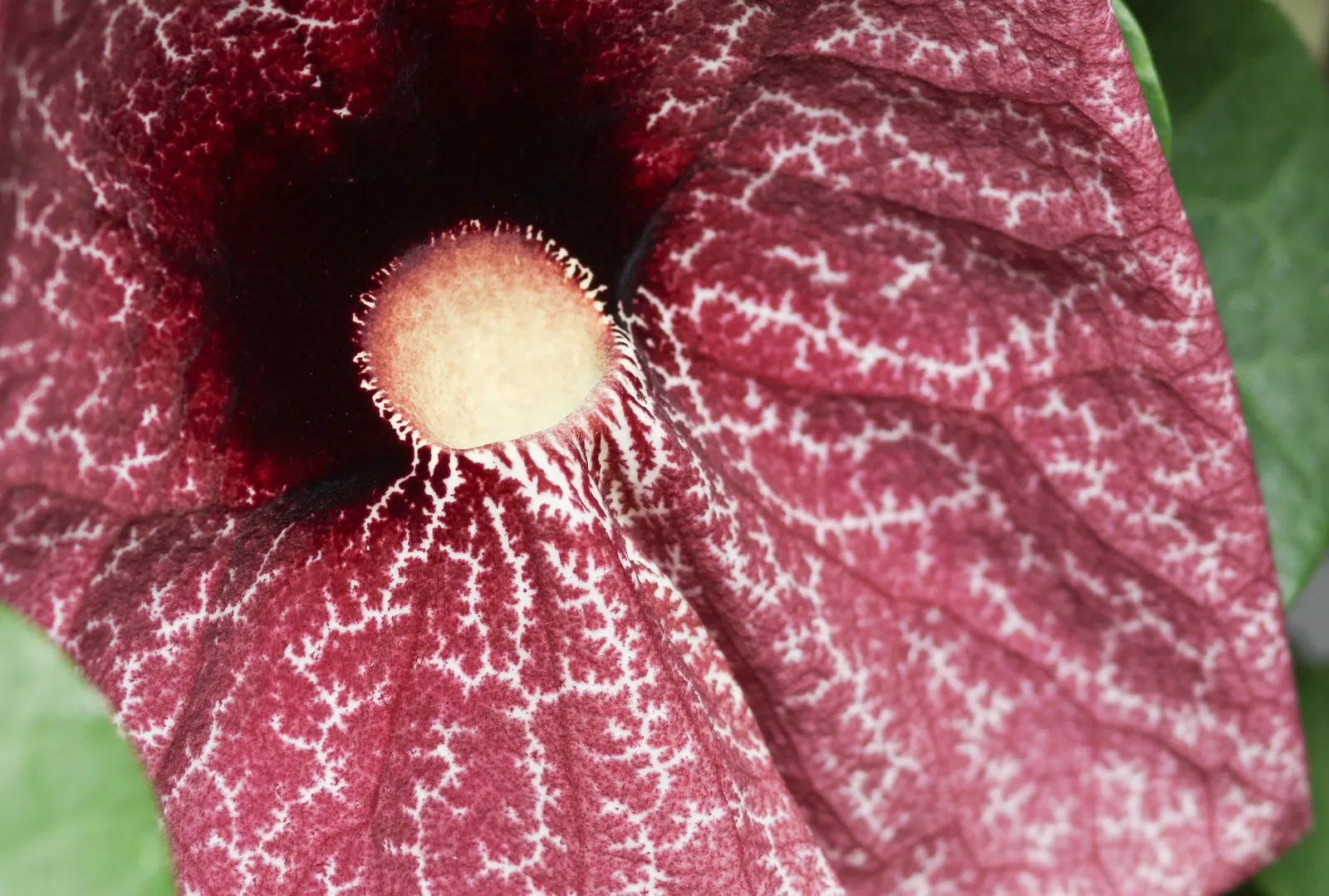 Pelican Flower (Aristolochia Grandiflora) — This perennial vine is widely recognized for its sizable; handle with care; all parts are toxic and may, image 63