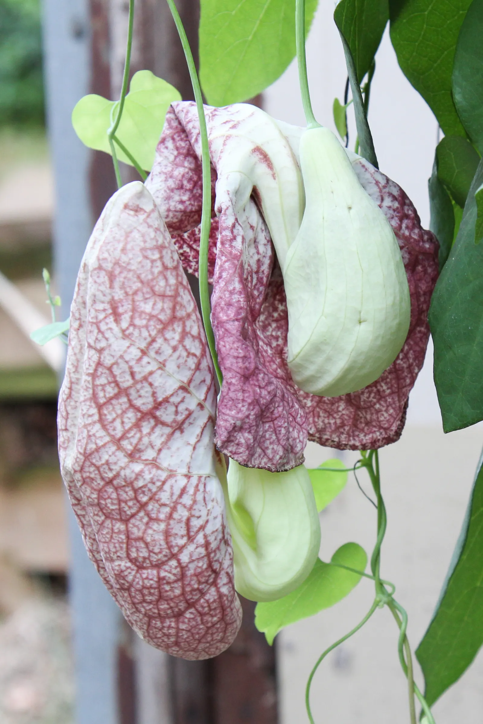 Pelican Flower (Aristolochia Grandiflora) — While the blooms are indeed spectacular; ample support is required to accommodate the vine's vigorous climbing habit