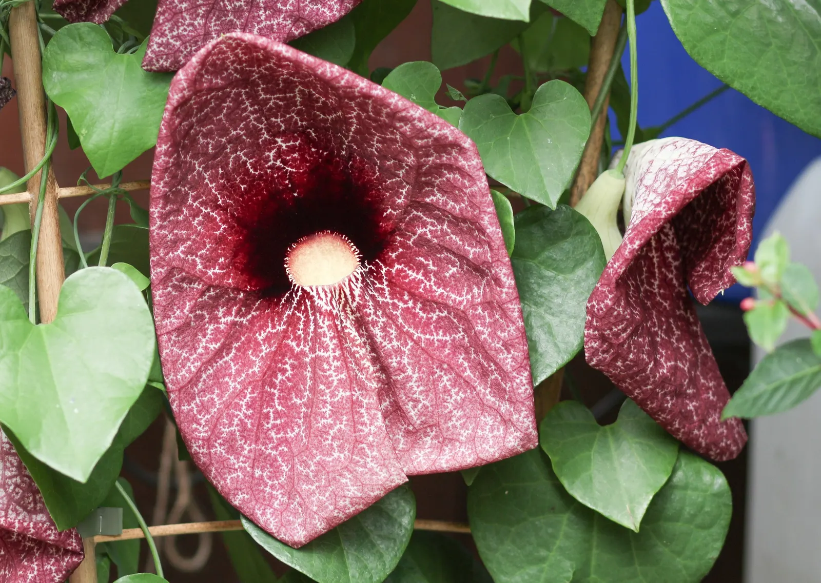 Pelican Flower (Aristolochia Grandiflora) — It exhibits a heart-shaped; heart-shaped leaves provide a lush, image 57