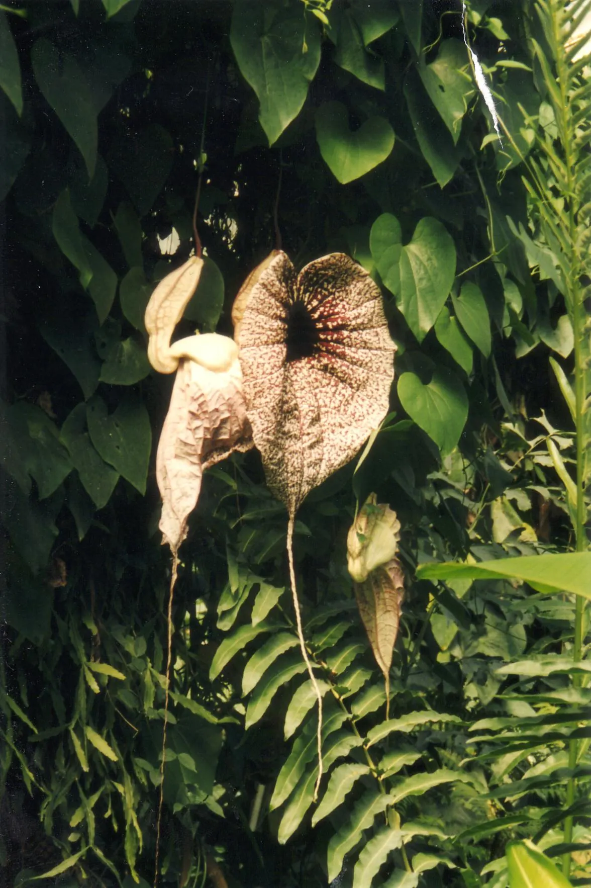 Pelican Flower (Aristolochia Grandiflora) — The soil should be rich, well-draining, and kept consistently moist; this perennial vine is widely recognized for