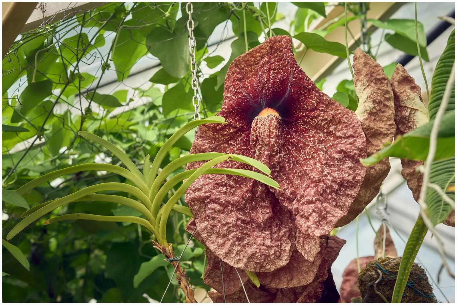 Pelican Flower (Aristolochia Grandiflora) — It exhibits a heart-shaped; heart-shaped leaves provide a lush, image 84