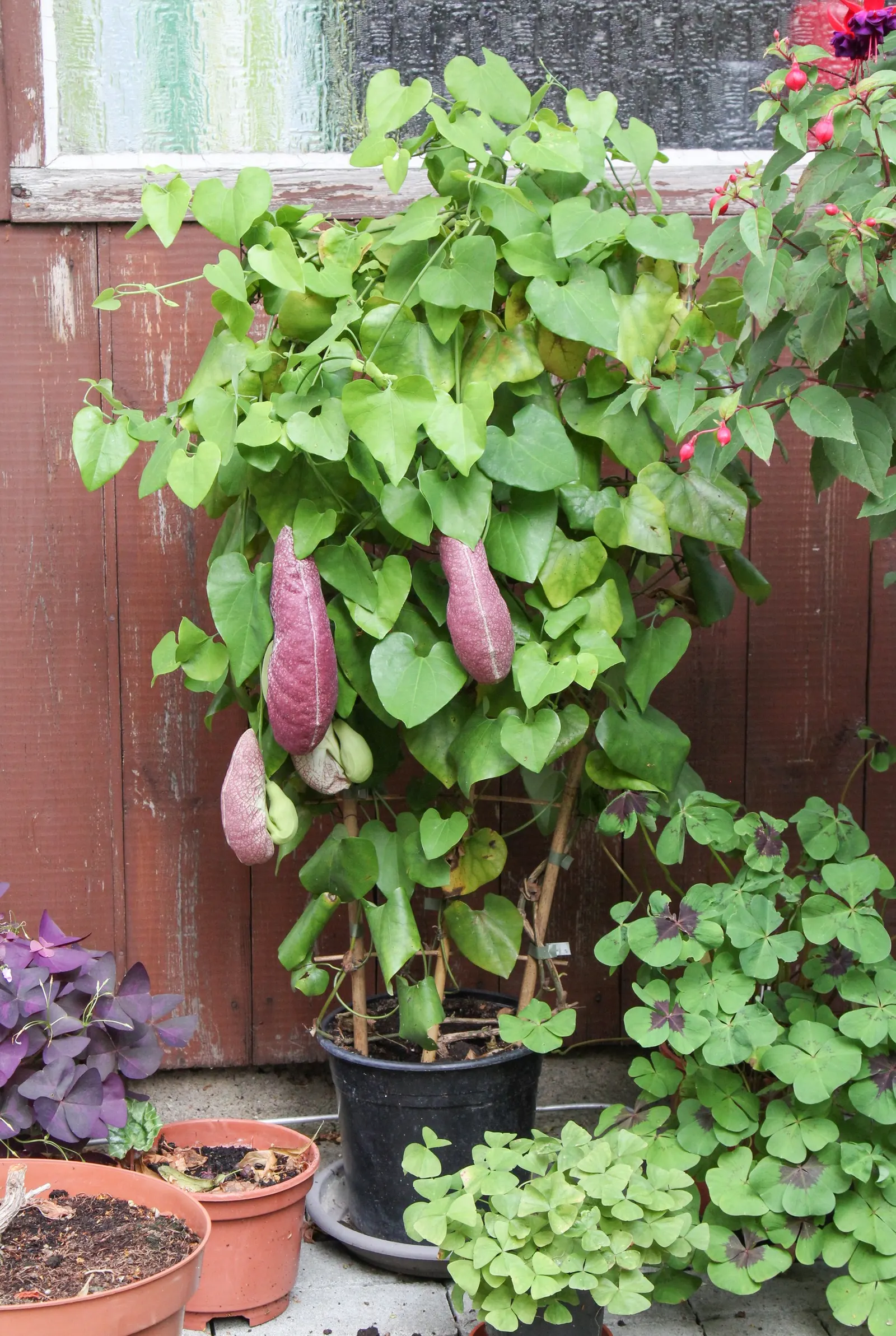 Pelican Flower (Aristolochia Grandiflora) — hence its common name.<br><br>Originating from Central America; scientifically known as Aristolochia grandiflora