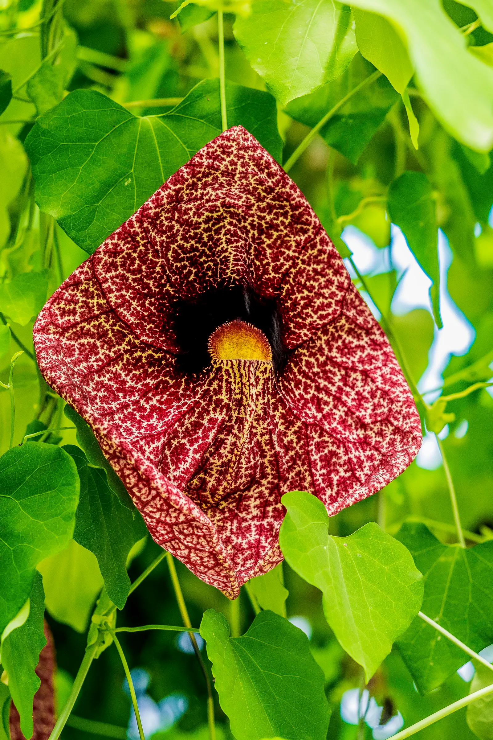 Pelican Flower (Aristolochia Grandiflora) — While the blooms are indeed spectacular; ample support is required to accommodate the vine's vigorous, image 76