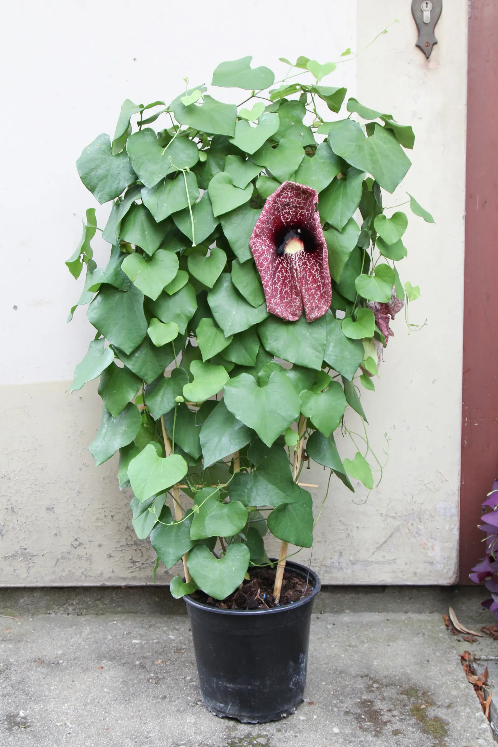 Pelican Flower (Aristolochia Grandiflora) — hence its common name.<br><br>Originating from Central America; scientifically known as Aristolochia, image 67
