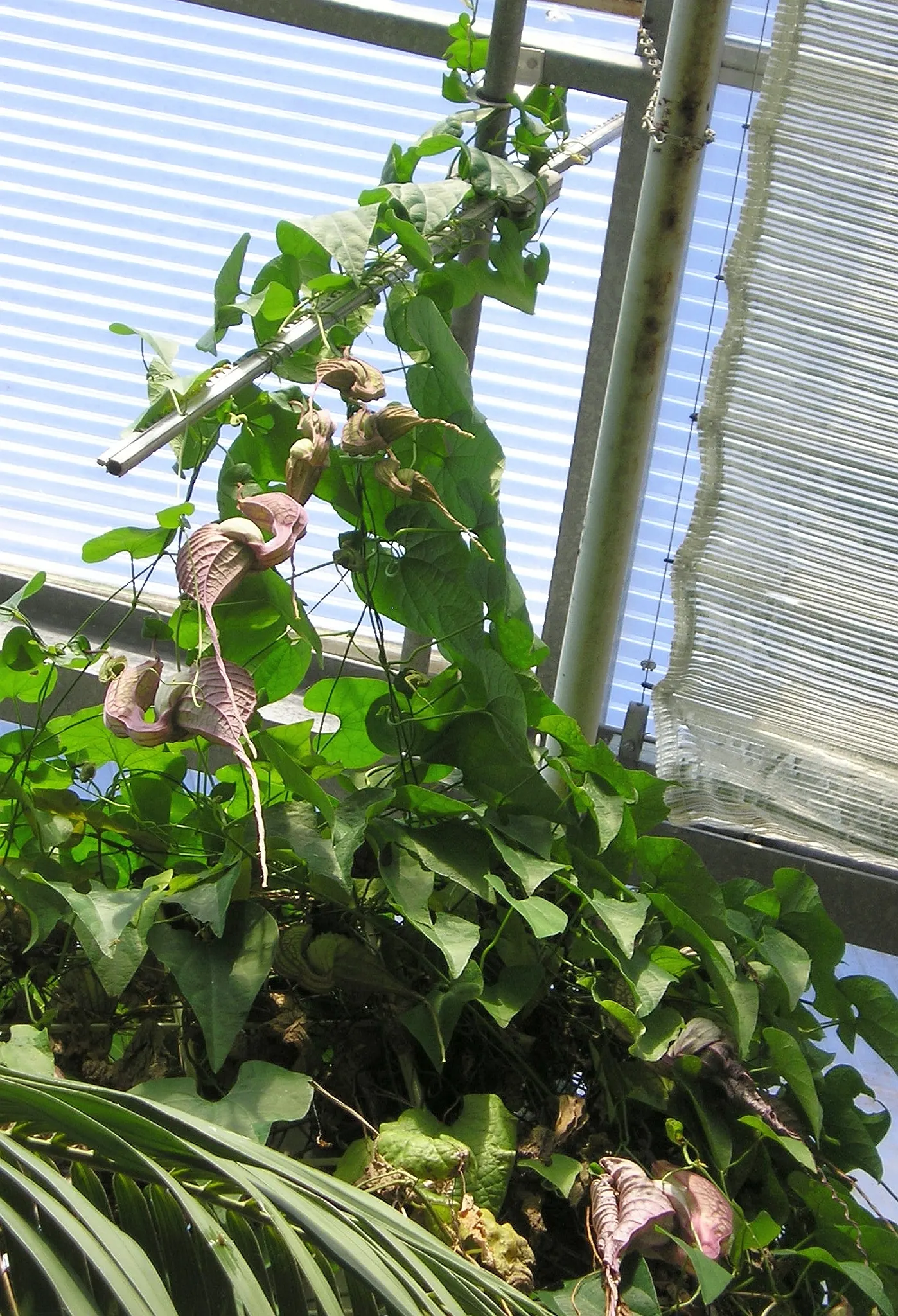 Pelican Flower (Aristolochia Grandiflora) — red flowers in the garden; which can measure up to 10 inches across when fully open