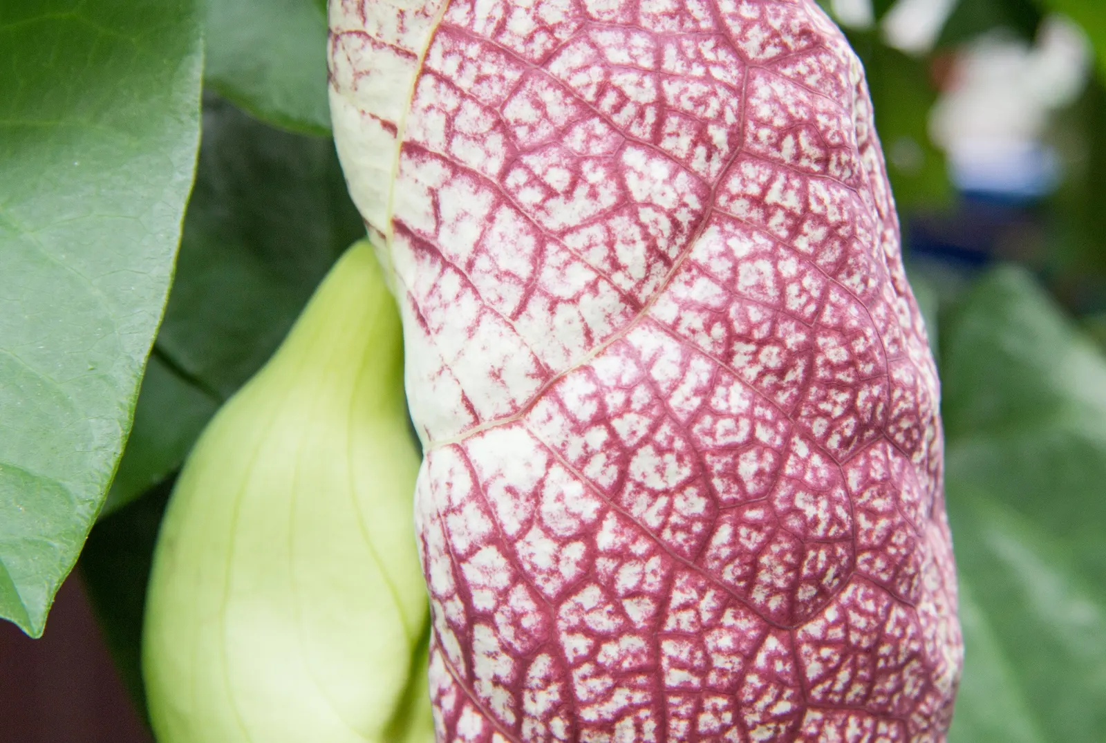 Pelican Flower (Aristolochia Grandiflora) — verdant backdrop for the dramatic flowers.<br><br>When incorporating the Pelican Flower into a garden design
