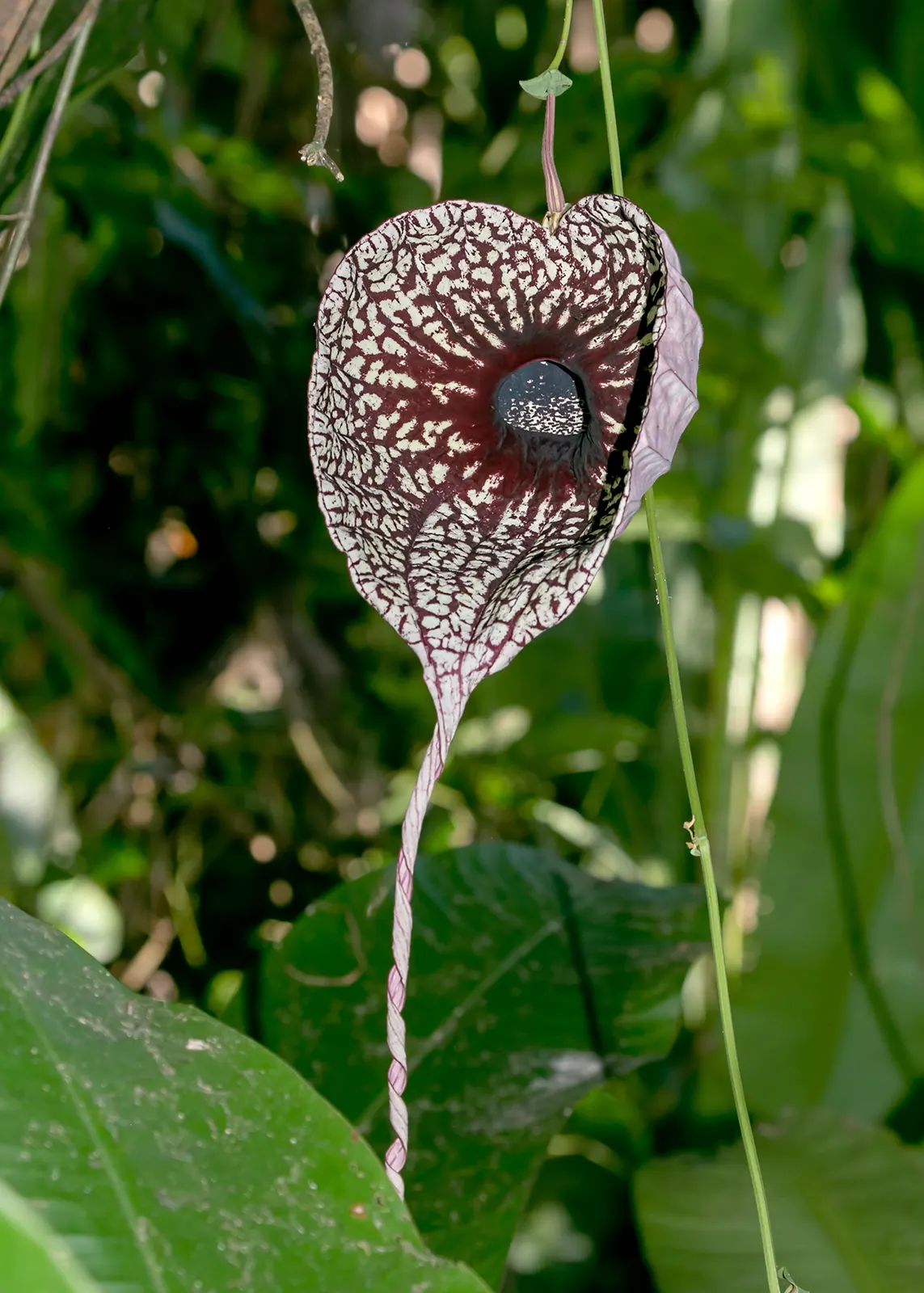 Pelican Flower (Aristolochia Grandiflora) — is a striking vine known for its immense; mottled maroon and creamy white bloom with a pronounced curved, image 82