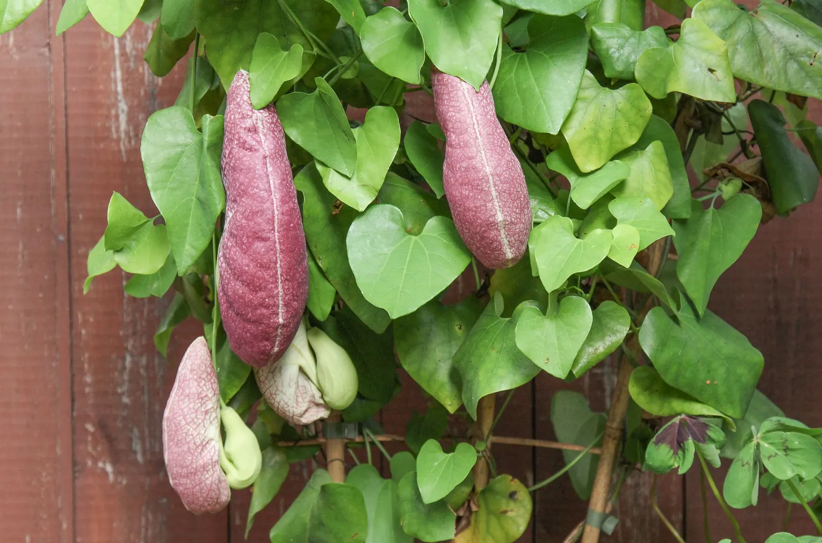Pelican Flower (Aristolochia Grandiflora) — Handle with care; all parts are toxic and may attract pollinators like flies with its distinctive scent; resembling