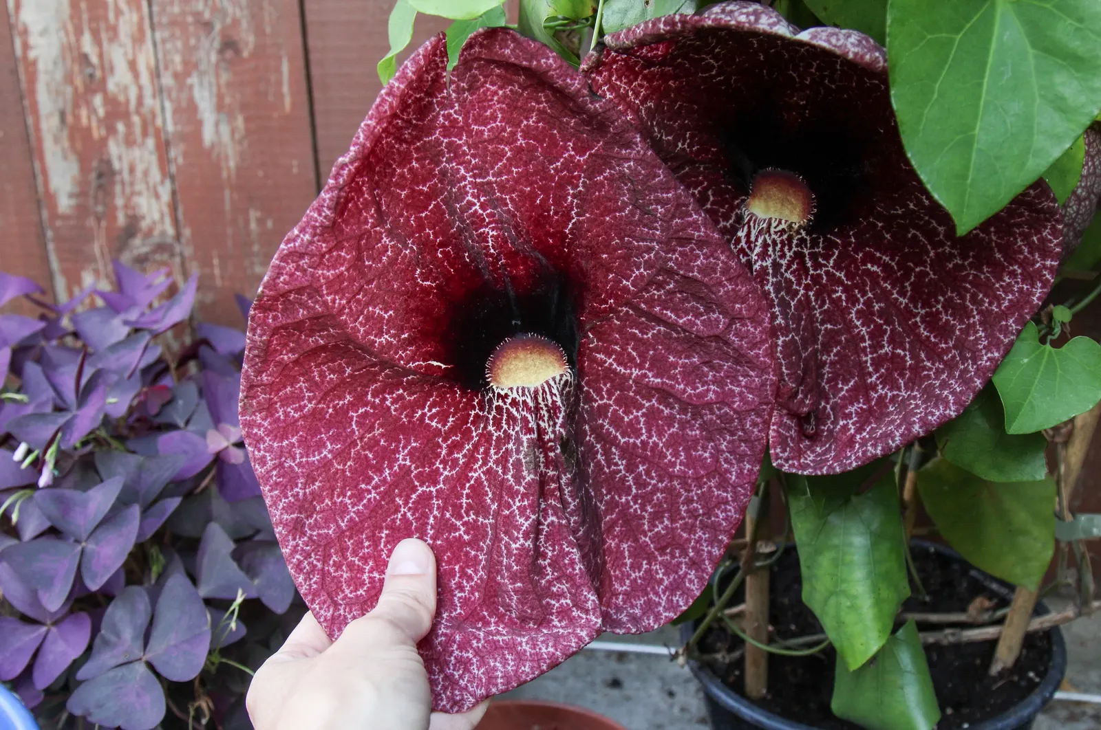 Pelican Flower (Aristolochia Grandiflora) — which can reach a length of 10 to 20 feet; is a distinctive and captivating plant that is sure to become a