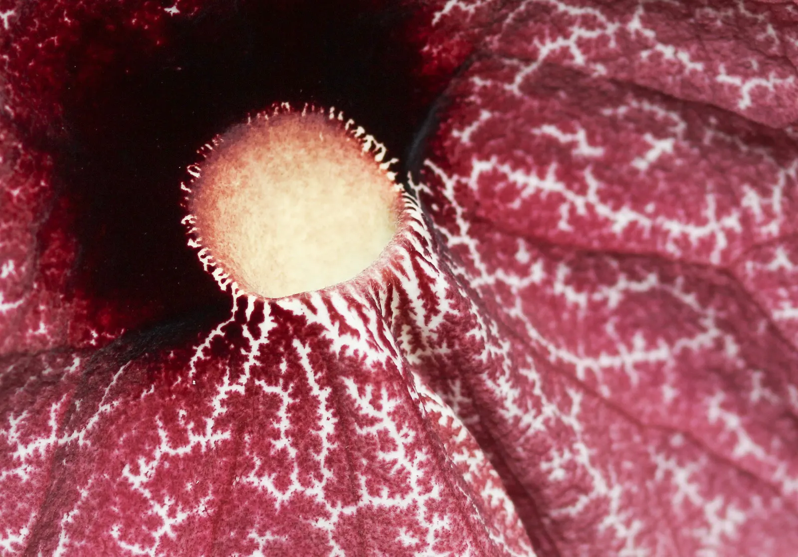 Pelican Flower (Aristolochia Grandiflora) — which can measure up to 10 inches across when fully open