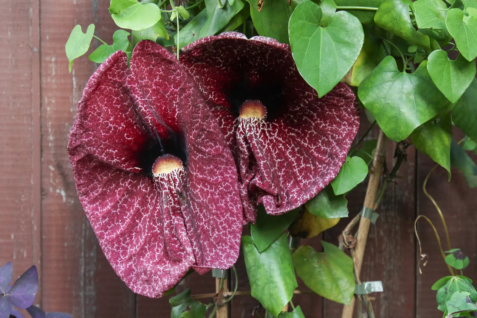 Pelican Flower (Aristolochia Grandiflora) — moist conditions that mimic its native tropical habitat