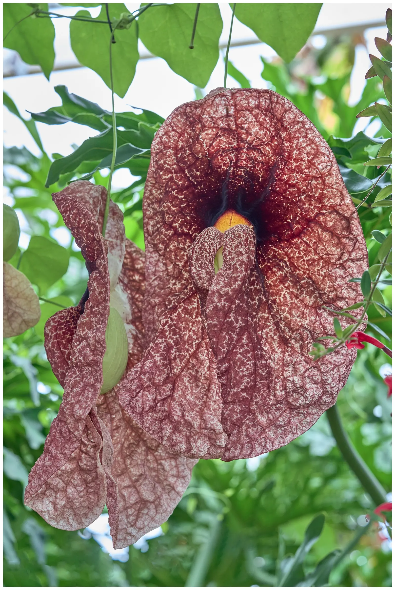 Pelican Flower (Aristolochia Grandiflora) — Aristolochia grandiflora thrives in USDA hardiness zones 10 to 12, image 68