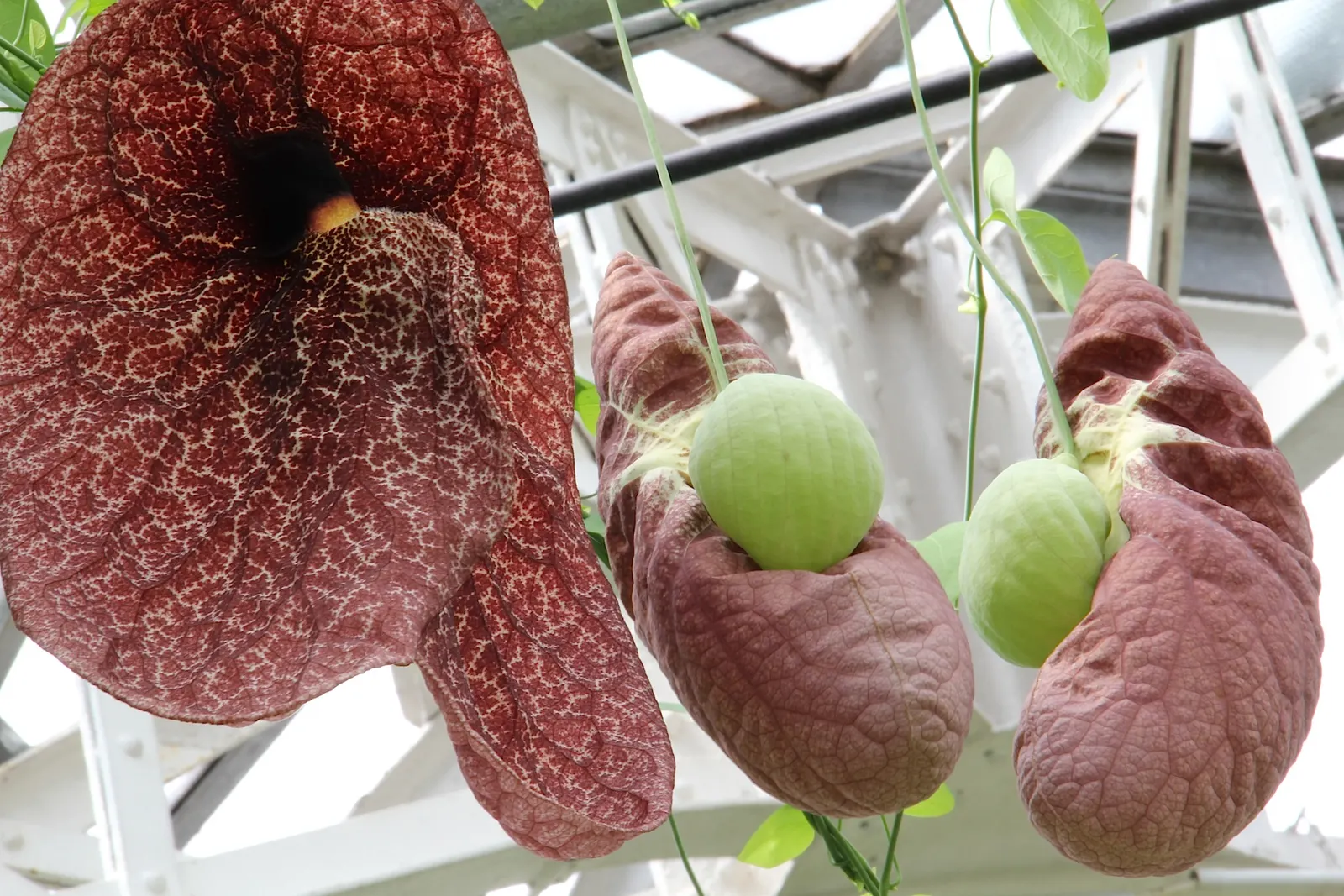 Pelican Flower (Aristolochia Grandiflora) — heart-shaped leaves provide a lush