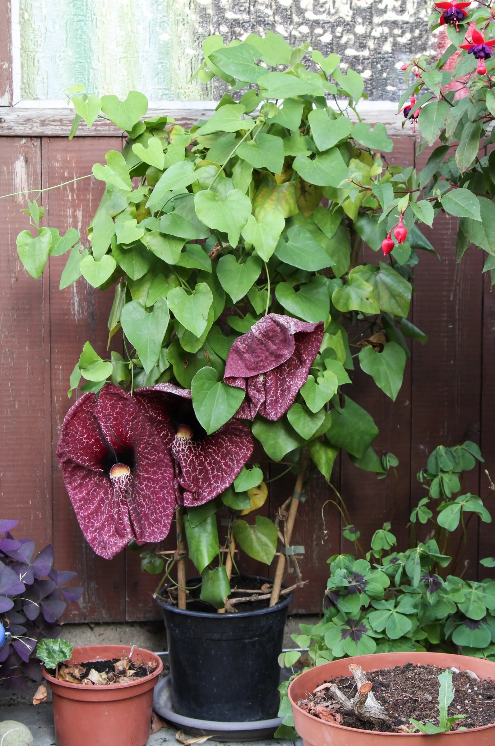 Pelican Flower (Aristolochia Grandiflora) — making it a unique highlight in any client's garden; it exhibits a heart-shaped