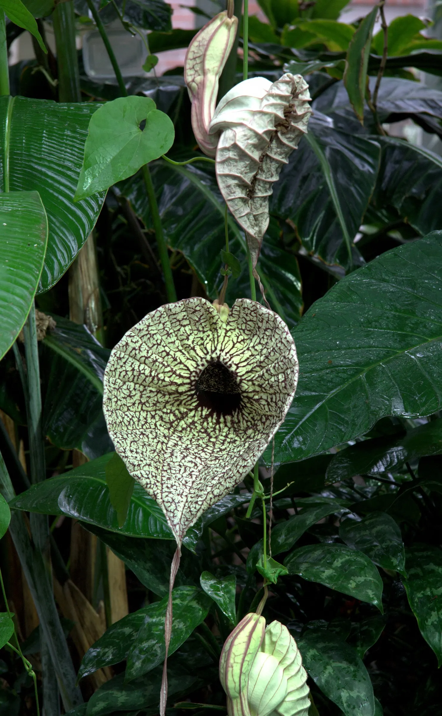 Pelican Flower (Aristolochia Grandiflora) — These remarkable blooms exhibit a heart-shaped form and present a mottled pattern of maroon; it is, image 65