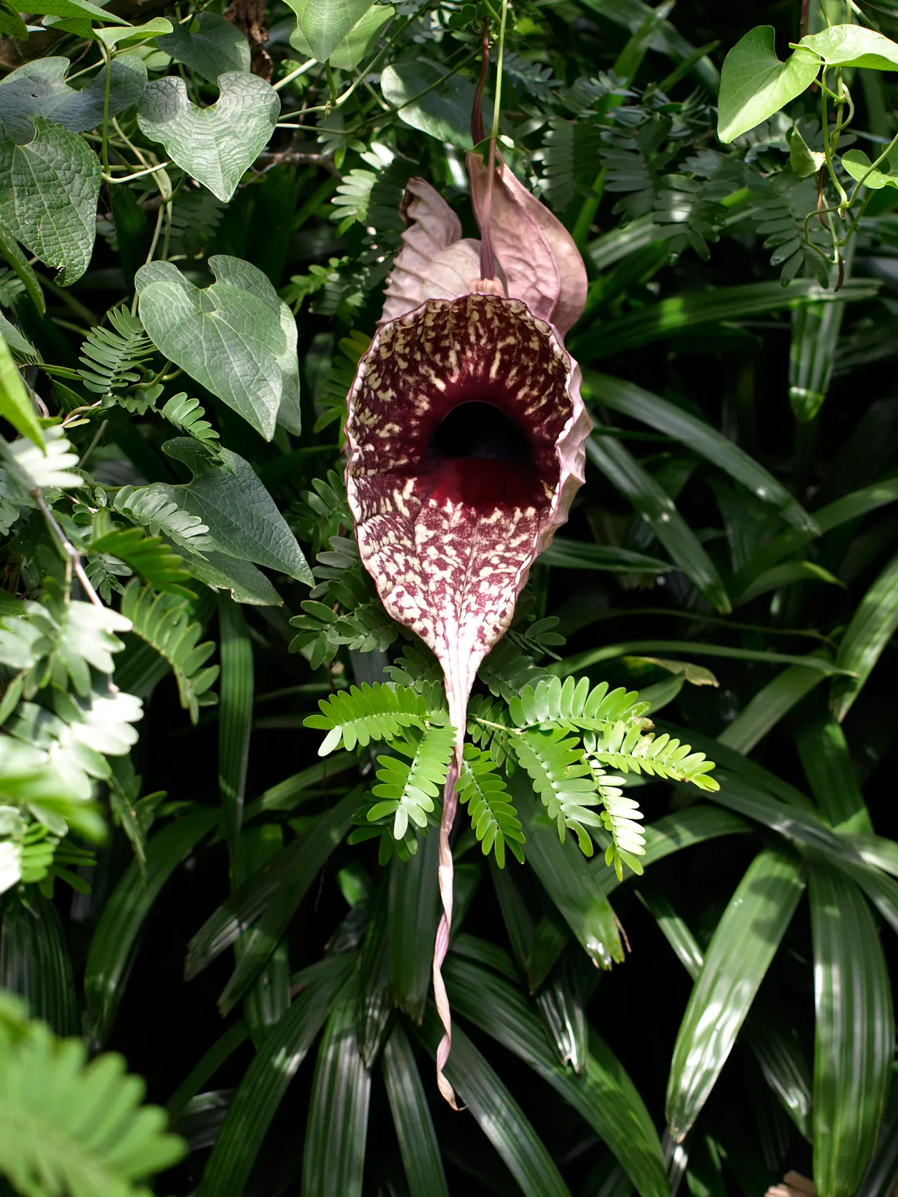Pelican Flower (Aristolochia Grandiflora) — Handle with care; all parts are toxic and may attract pollinators like flies with its distinctive, image 60