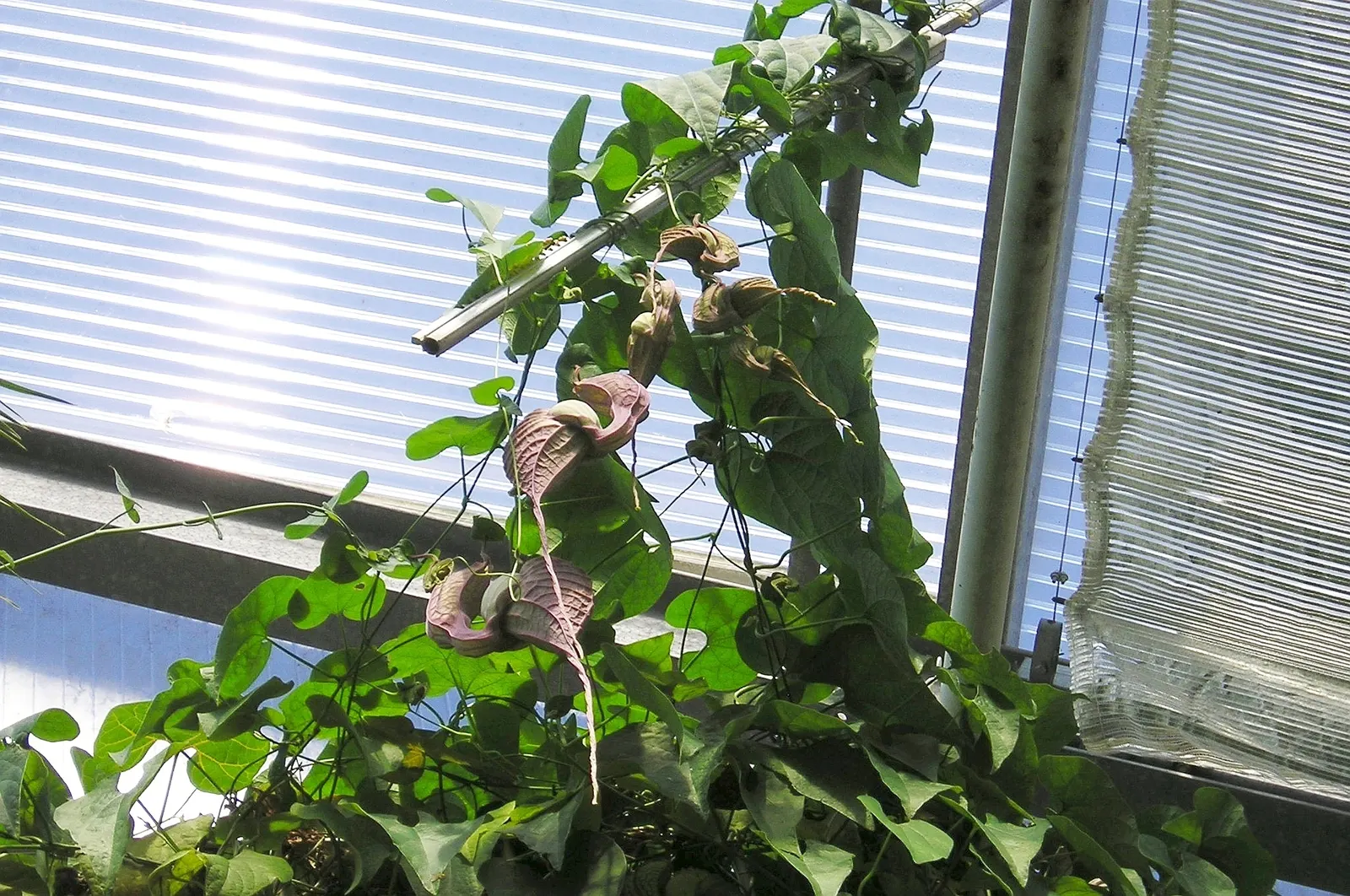 Pelican Flower (Aristolochia Grandiflora) — Ample support is required to accommodate the vine's vigorous climbing habit; is a striking vine known for its