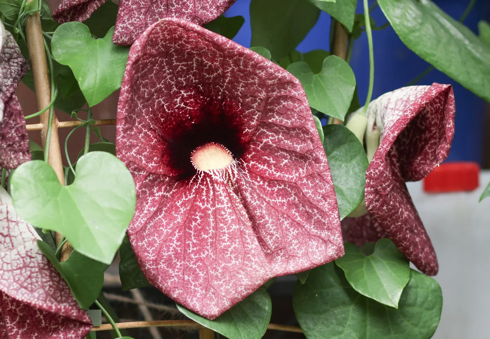 Pelican Flower (Aristolochia Grandiflora) — moist conditions that mimic its native tropical habitat; the soil should be rich, well-draining, and, image 69