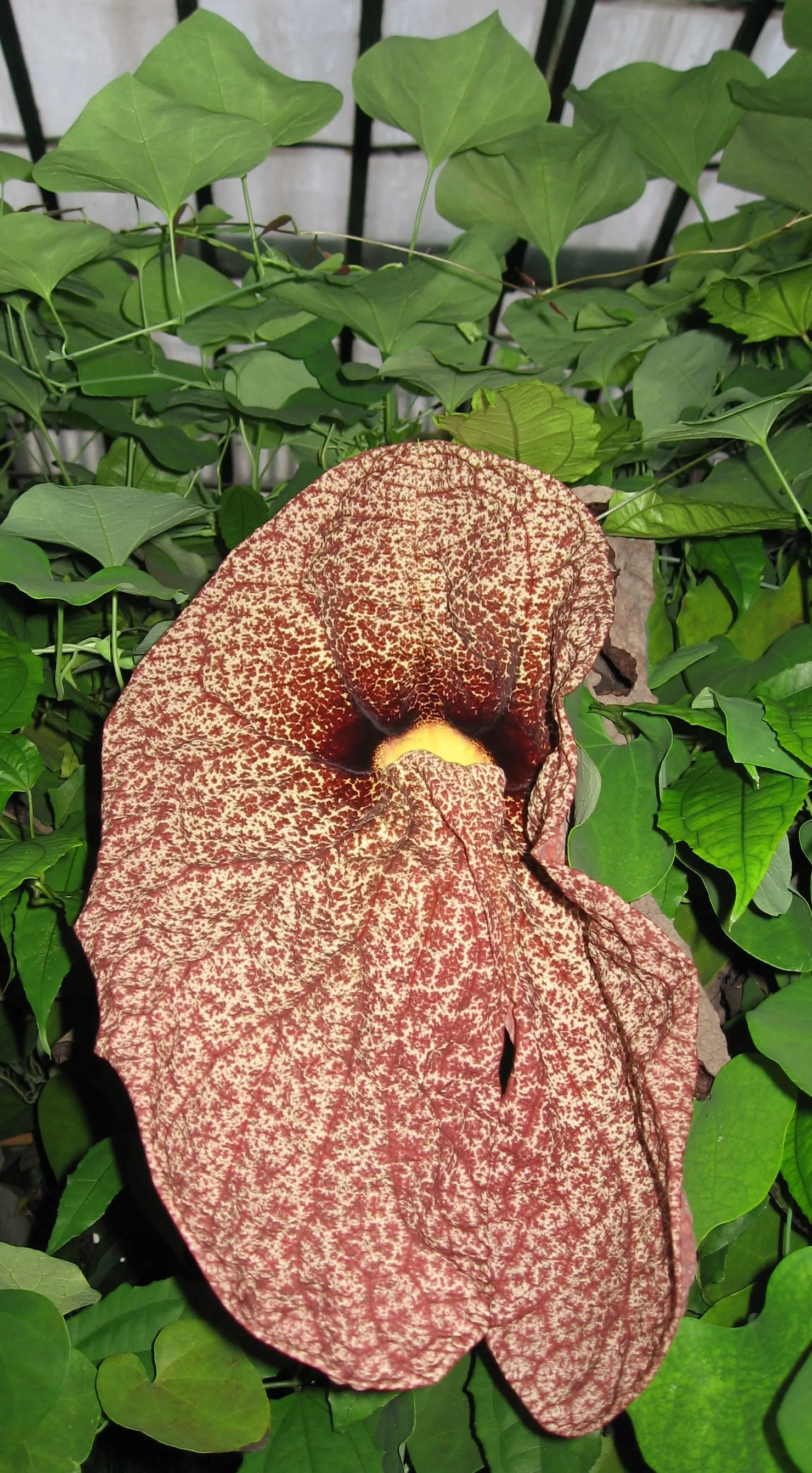Pelican Flower (Aristolochia Grandiflora) — scientifically known as Aristolochia grandiflora
