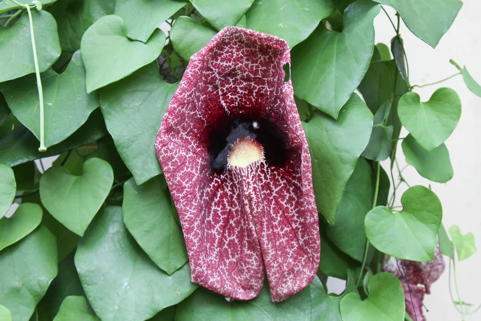 Pelican Flower (Aristolochia Grandiflora) — Thriving in warm climates, it favors part shade