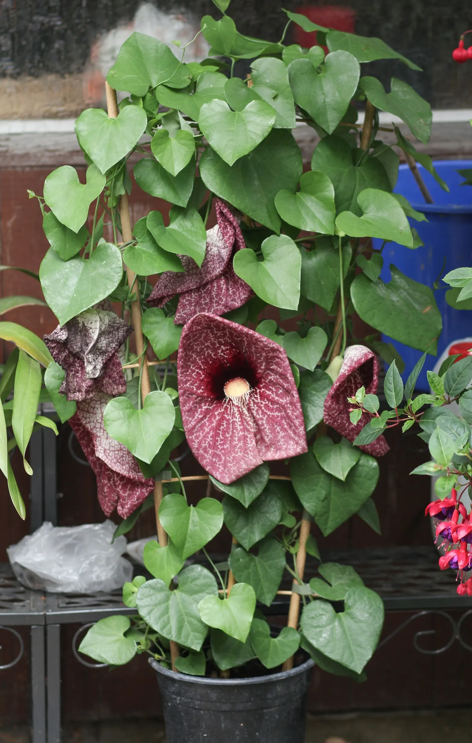 Pelican Flower (Aristolochia Grandiflora) — vine for deep shade or full or half; making it a unique highlight in any client's garden, image 81