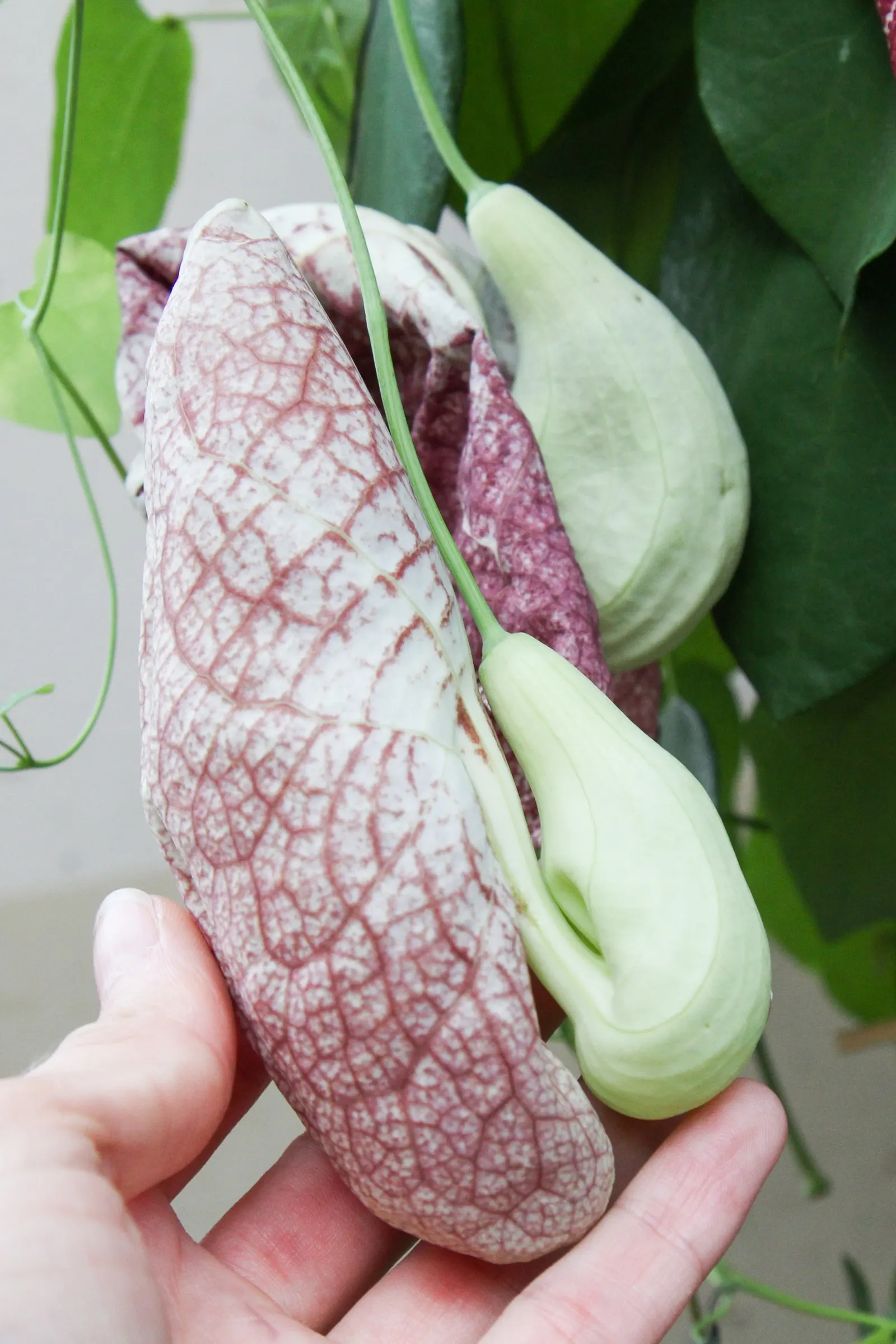 Pelican Flower (Aristolochia Grandiflora) — heart-shaped leaves provide a lush; moist conditions that mimic its native tropical habitat, image 72