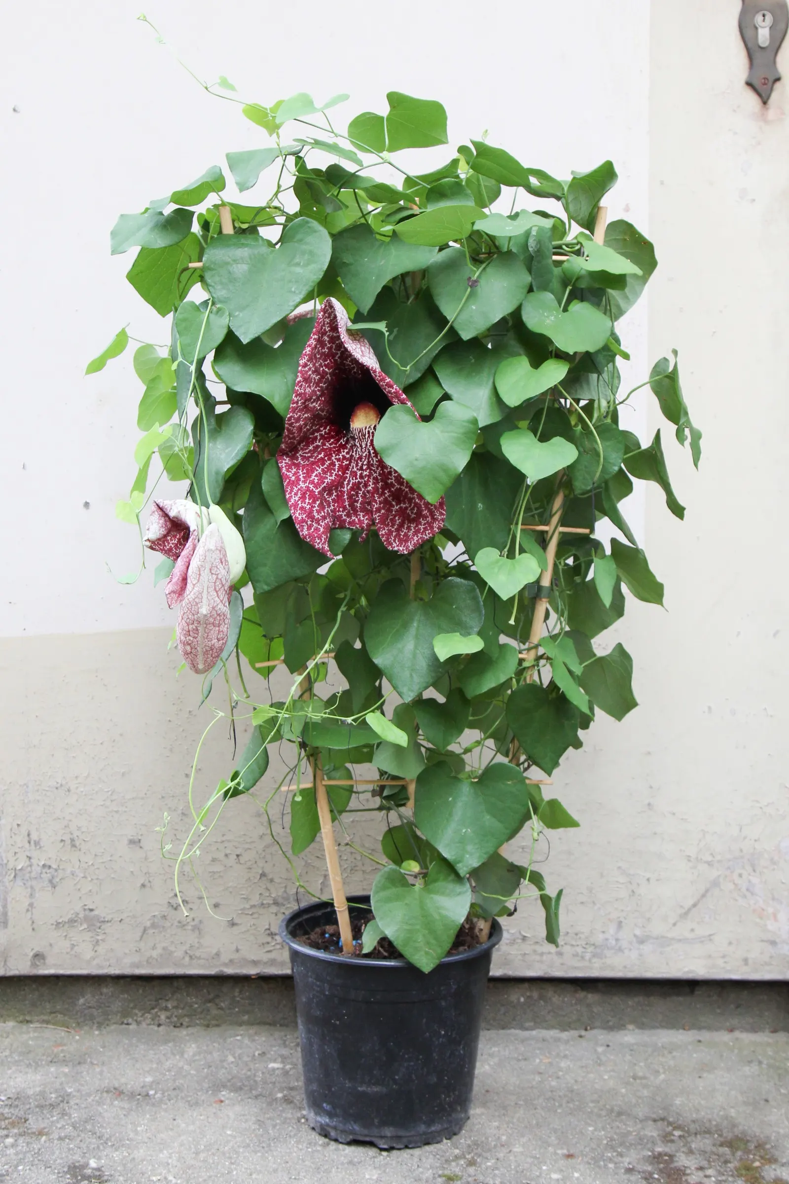 Pelican Flower (Aristolochia Grandiflora) — vine for deep shade or full or half