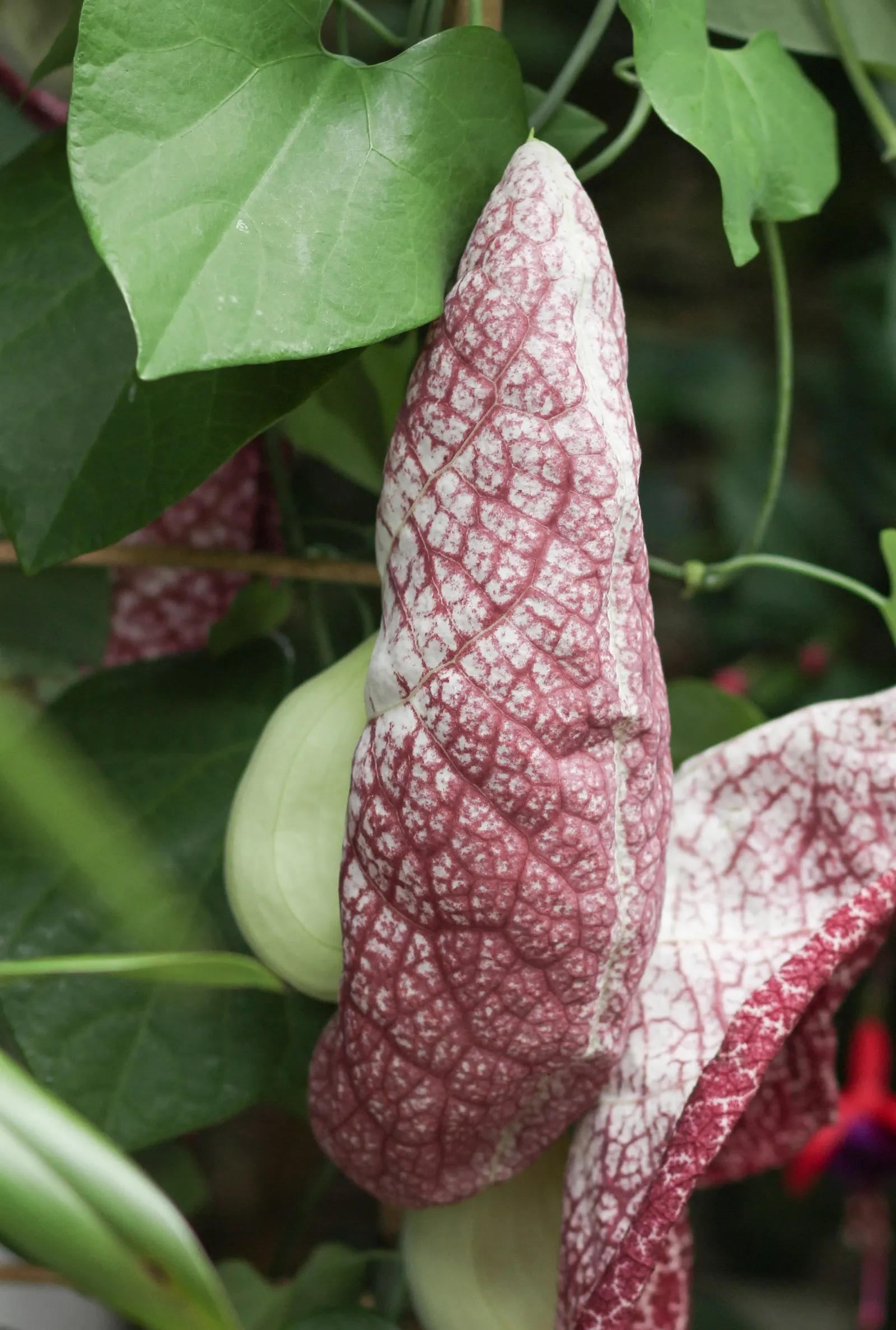 Pelican Flower (Aristolochia Grandiflora) — making it a unique highlight in any client's garden; it exhibits a heart-shaped, image 78