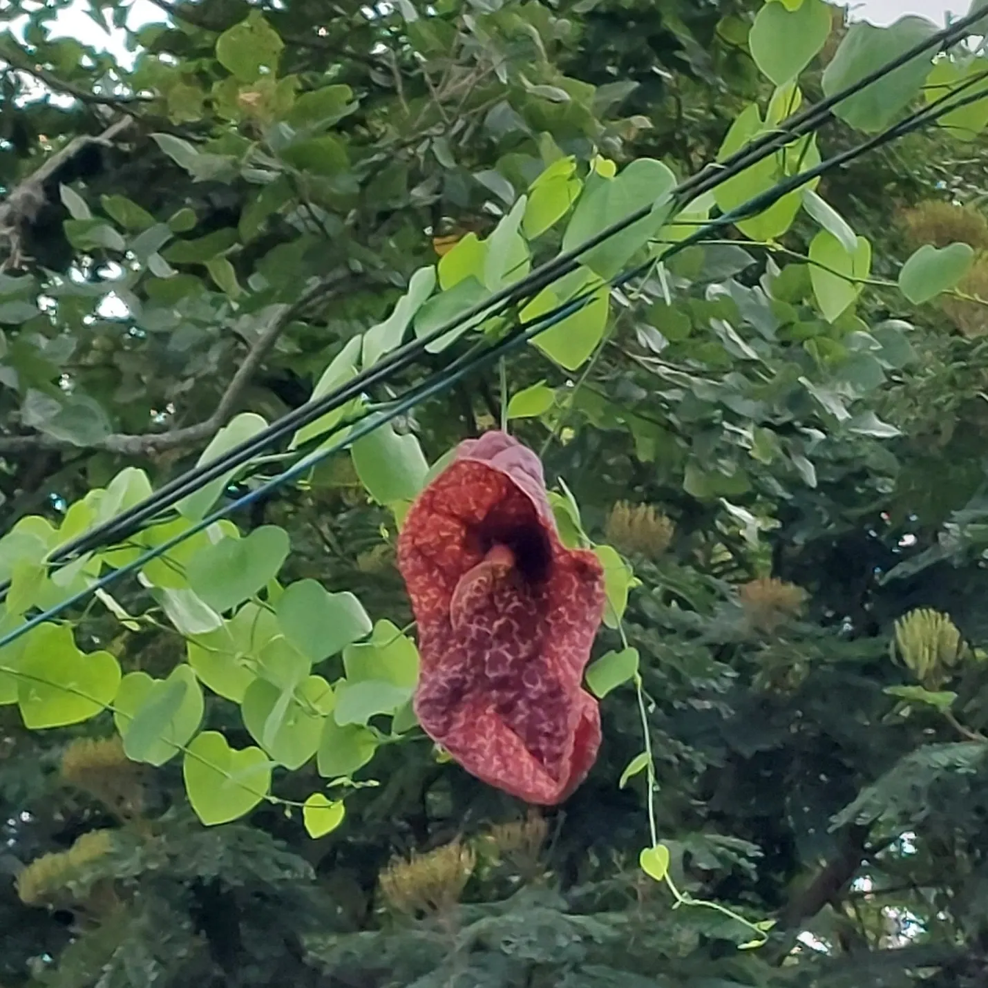 Pelican Flower (Aristolochia Grandiflora) — vine with red blooms