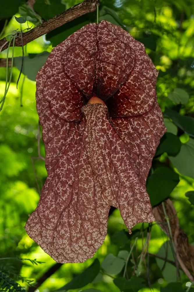 Pelican Flower (Aristolochia Grandiflora) — Thriving in warm climates, it favors part shade, image 32