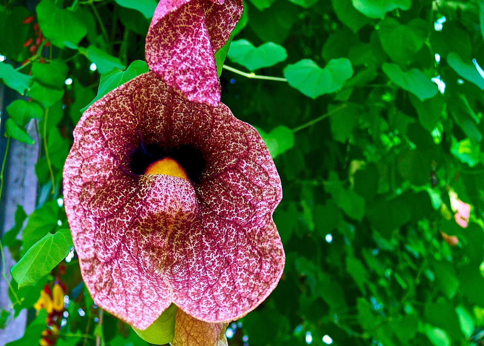Pelican Flower (Aristolochia Grandiflora) — It exhibits a heart-shaped; heart-shaped leaves provide a lush