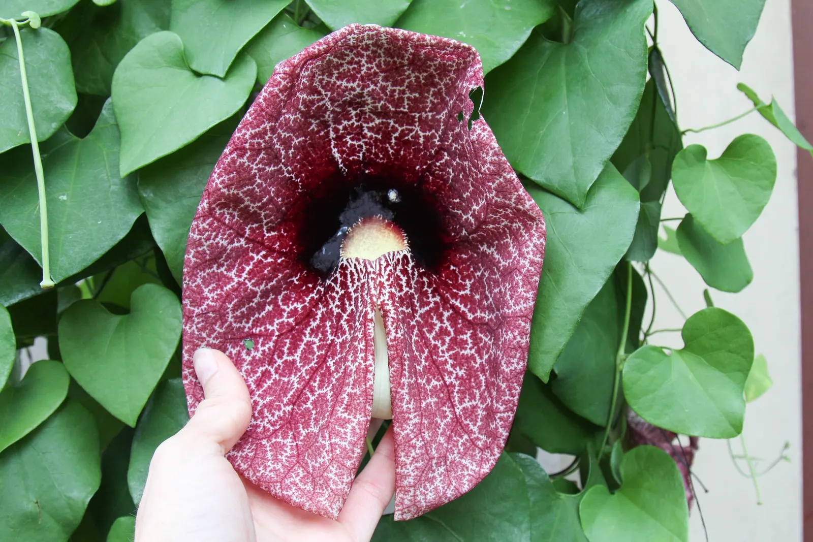 Pelican Flower (Aristolochia Grandiflora) — is a distinctive and captivating plant that is sure to become a conversation piece in any landscape design