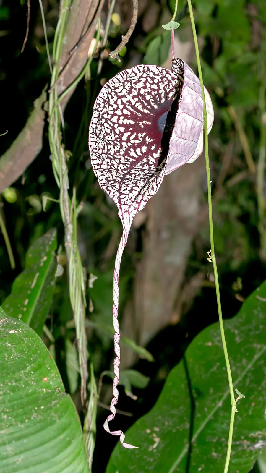 Pelican Flower (Aristolochia Grandiflora) — vine for deep shade or full or half; making it a unique highlight in any client's garden