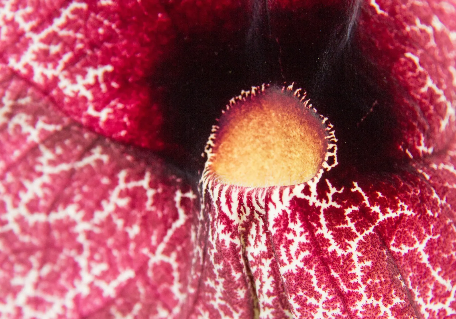Pelican Flower (Aristolochia Grandiflora) — scientifically known as Aristolochia grandiflora; verdant backdrop for the dramatic flowers.<br><br>When, image 61