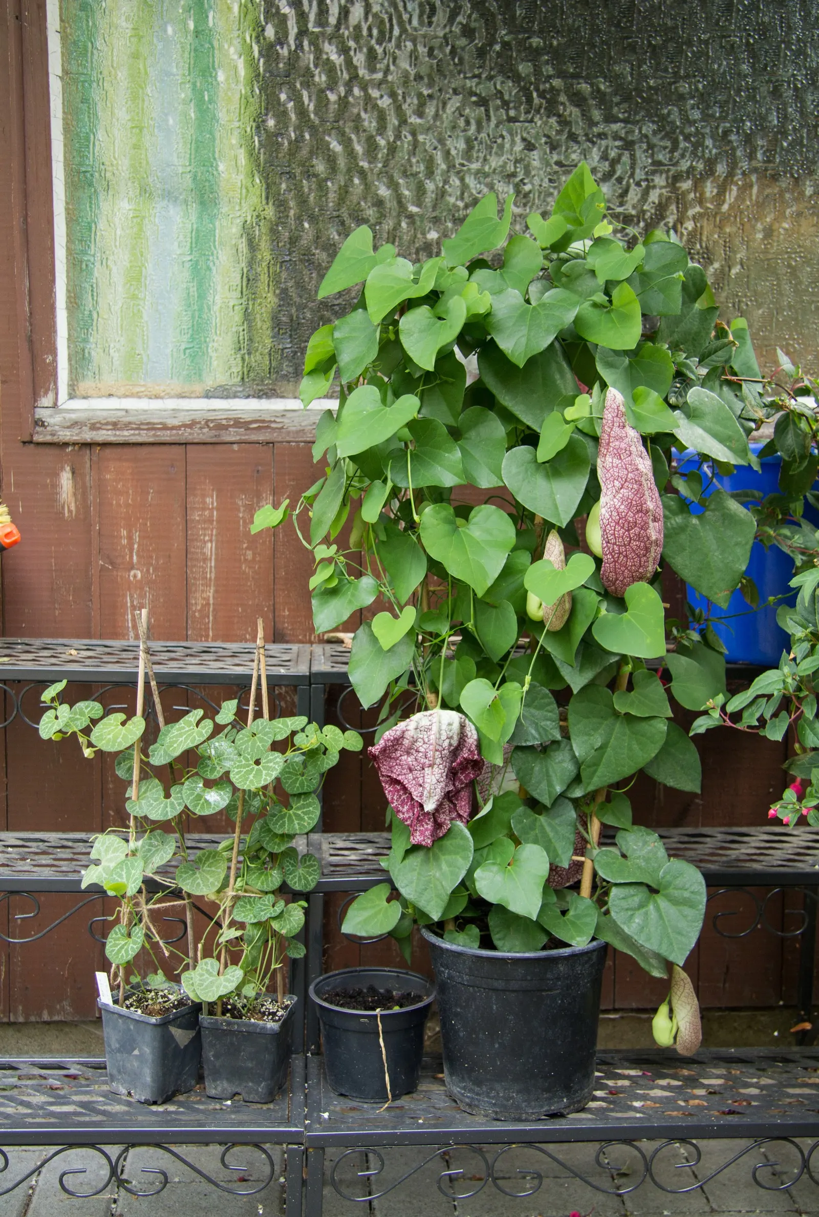 Pelican Flower (Aristolochia Grandiflora) — While the blooms are indeed spectacular