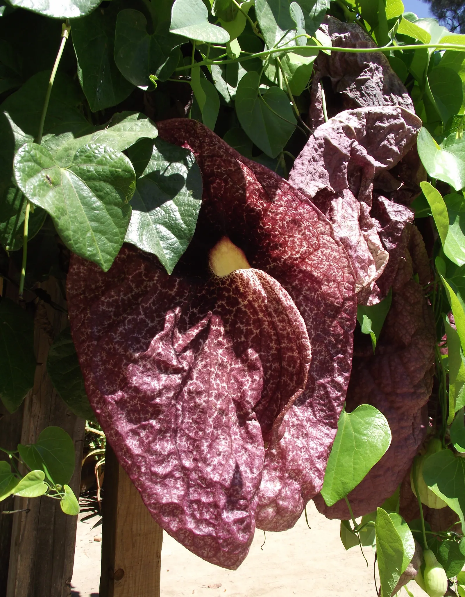Pelican Flower (Aristolochia Grandiflora) — mottled maroon and creamy white bloom with a pronounced curved ‚Äúbeak,‚Äù giving it a pelican-like appearance; red