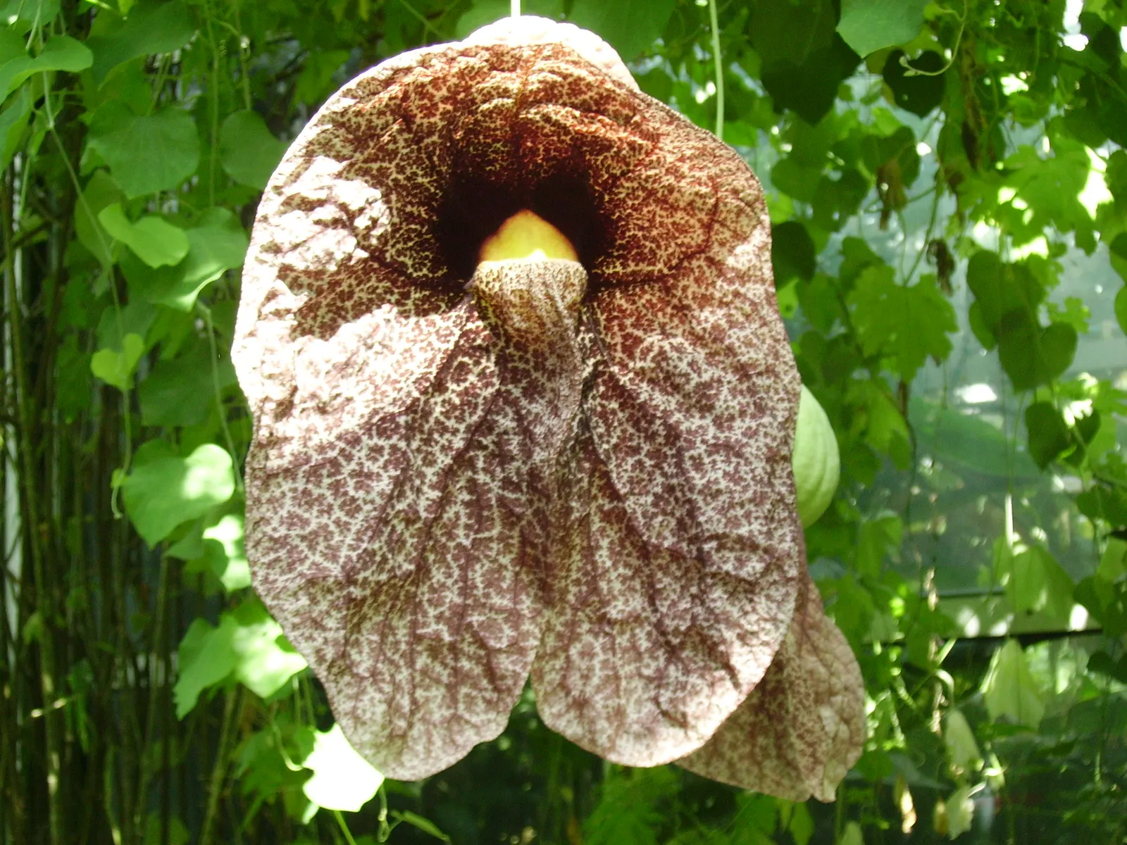 Pelican Flower (Aristolochia Grandiflora) — mottled maroon and creamy white bloom with a pronounced curved ‚Äúbeak,‚Äù giving it a pelican-like, image 85