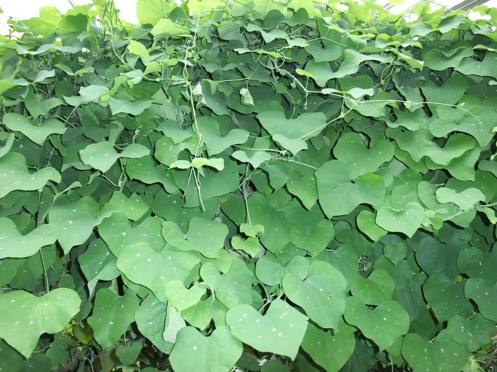 Pelican Flower (Aristolochia Grandiflora) — scientifically known as Aristolochia grandiflora; verdant backdrop for the dramatic flowers.<br><br>When