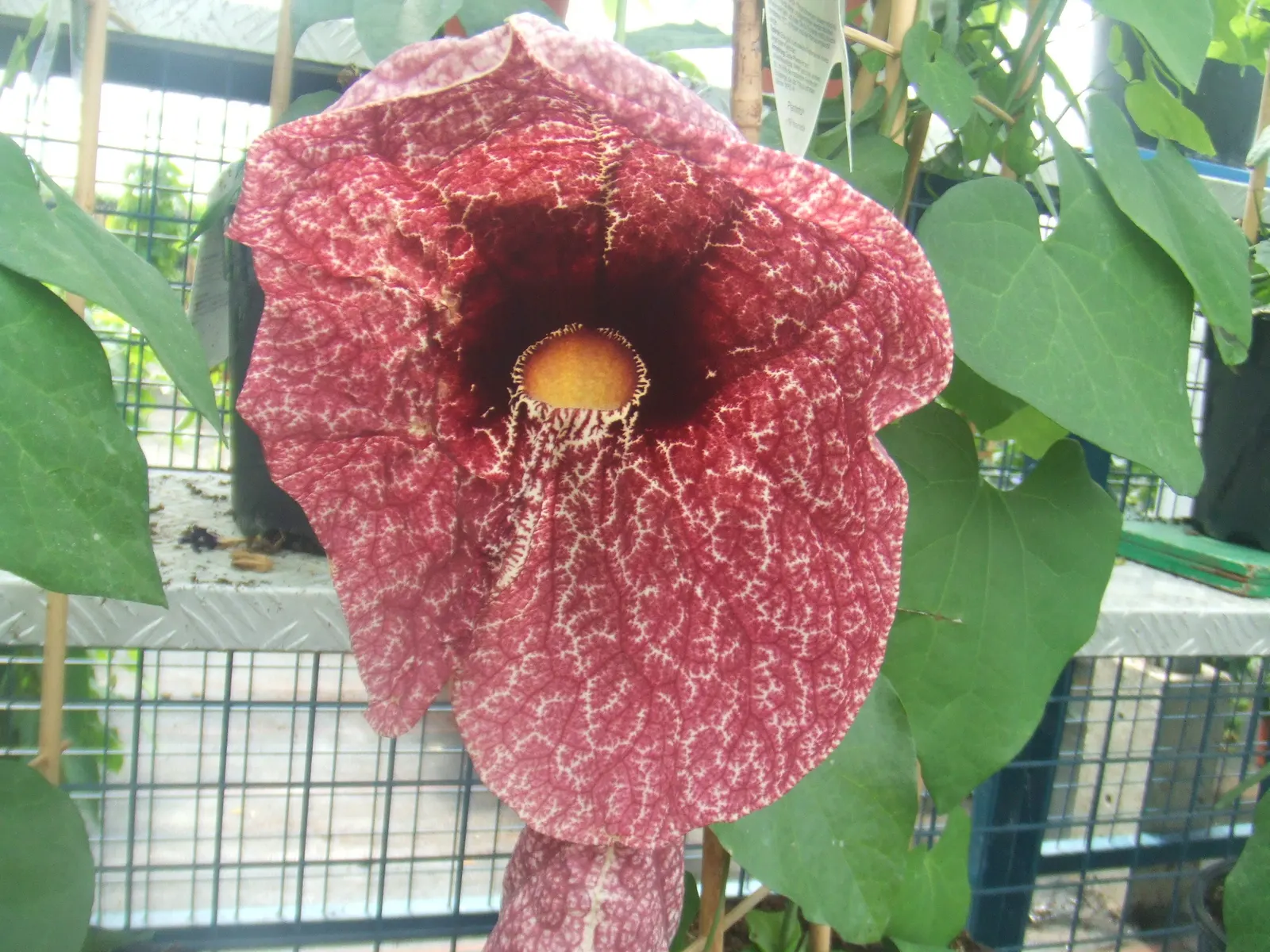 Pelican Flower (Aristolochia Grandiflora) — The soil should be rich, well-draining, and kept consistently moist; this perennial vine is widely, image 75