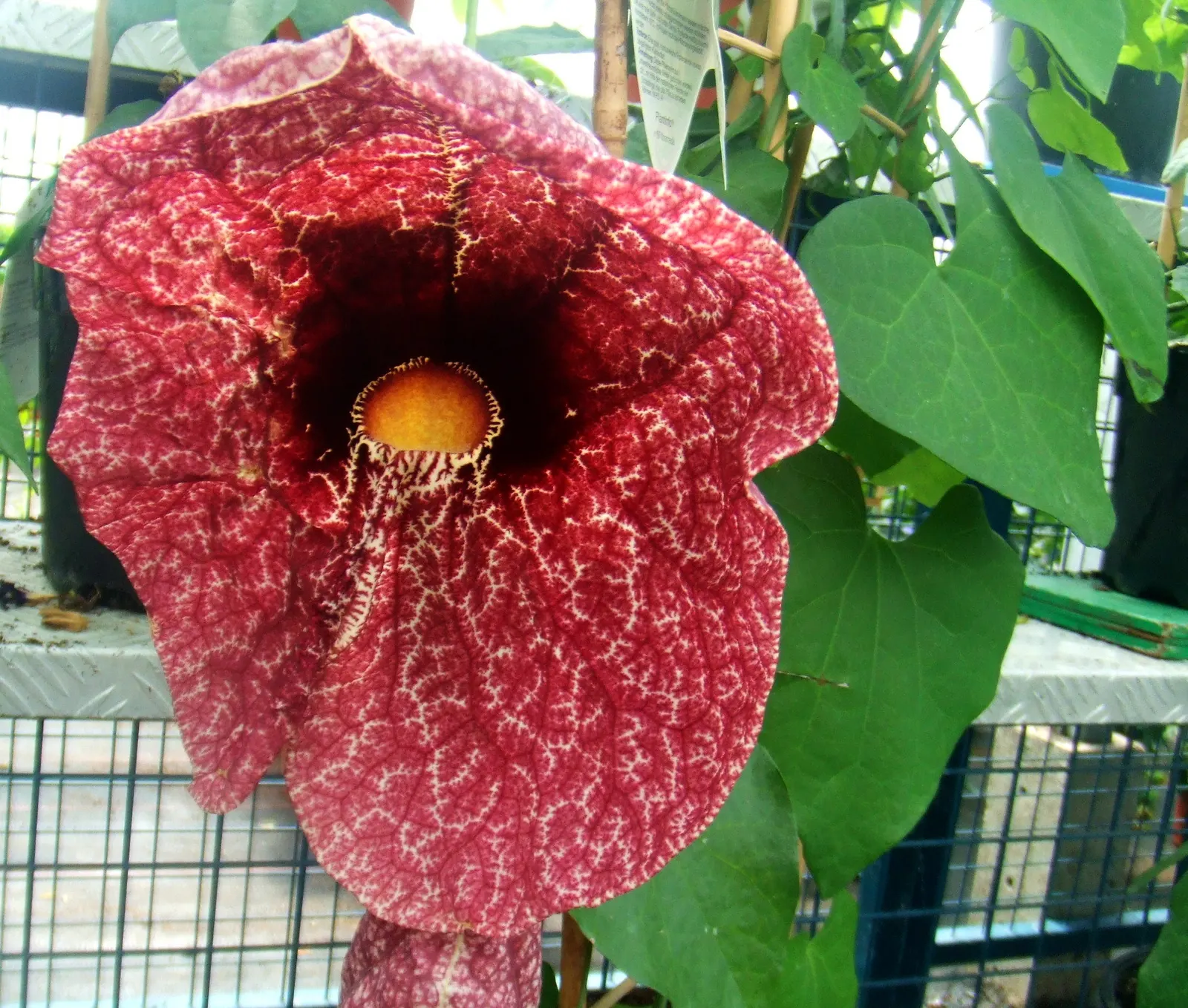 Pelican Flower (Aristolochia Grandiflora) — These remarkable blooms exhibit a heart-shaped form and present a mottled pattern of maroon